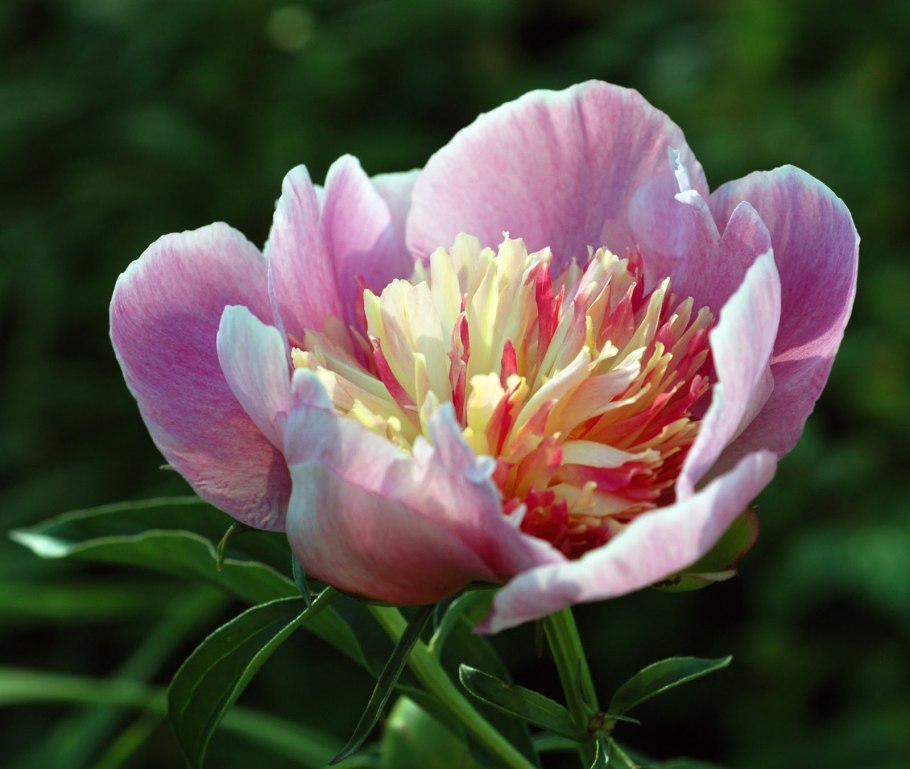 Жёлтый пион Новосибирск