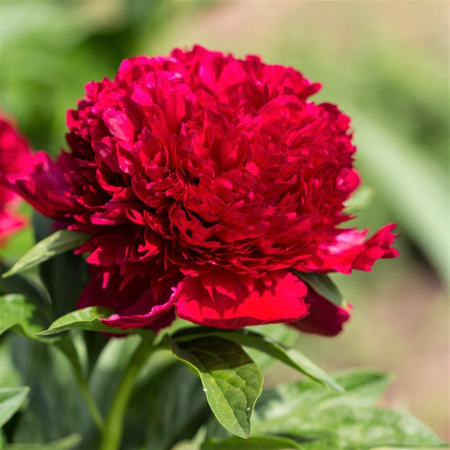 Пион Paul m Wild