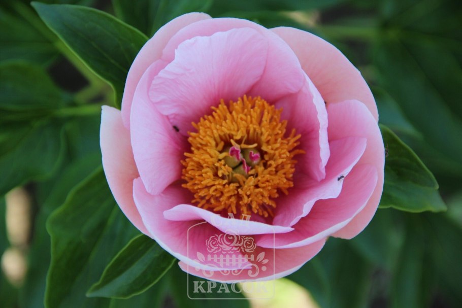 Пион Soft Salmon Saucer