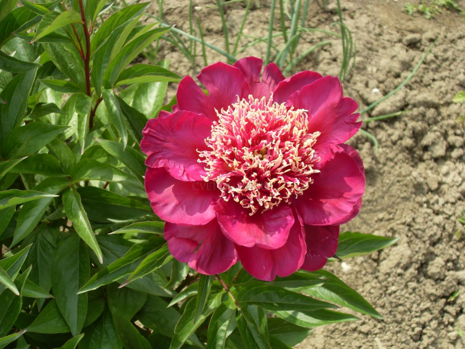 Пион West Elkton