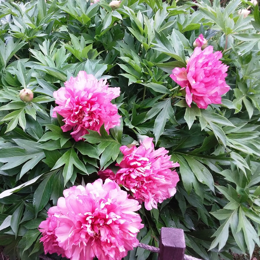 Пион эскимо Пай