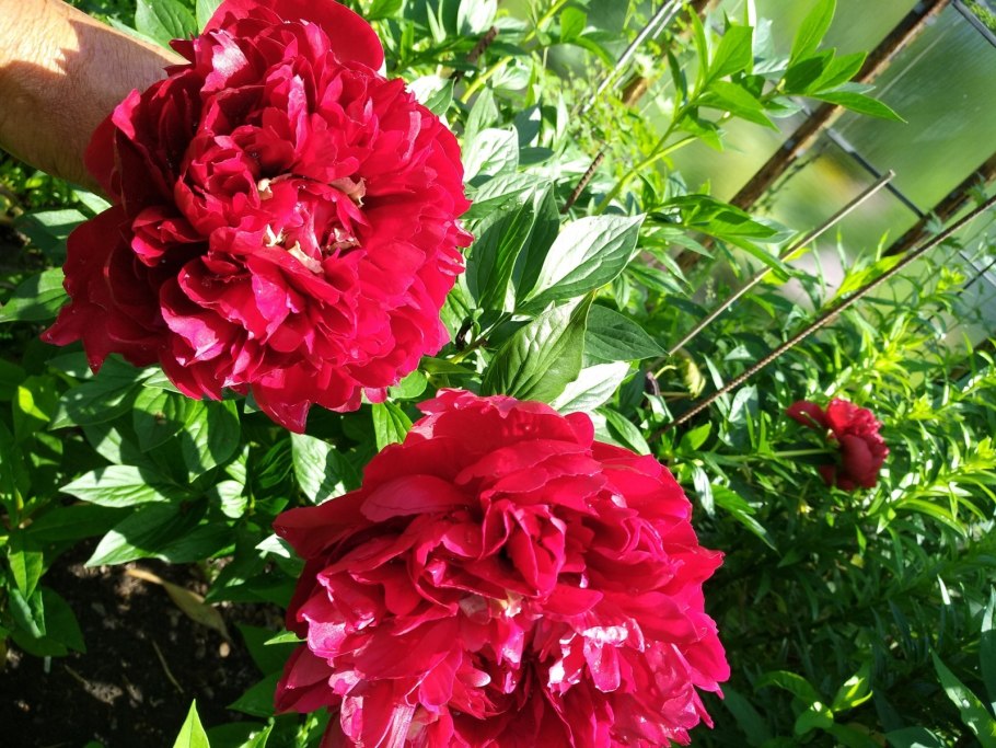 Пион сорт Eugenie Verdier