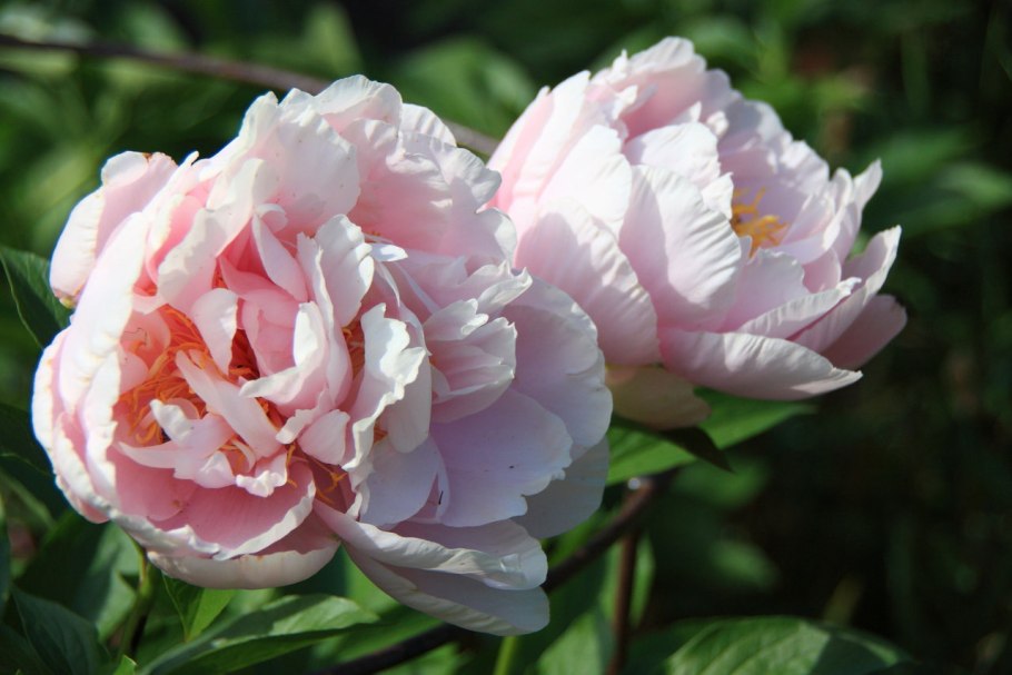 Пион молочноцветковый Лаура десерт