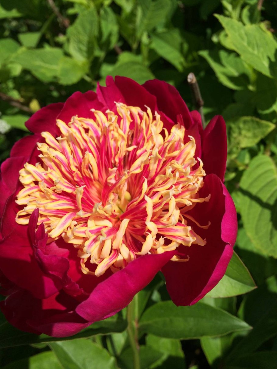 Пион Чарльз Берджесс