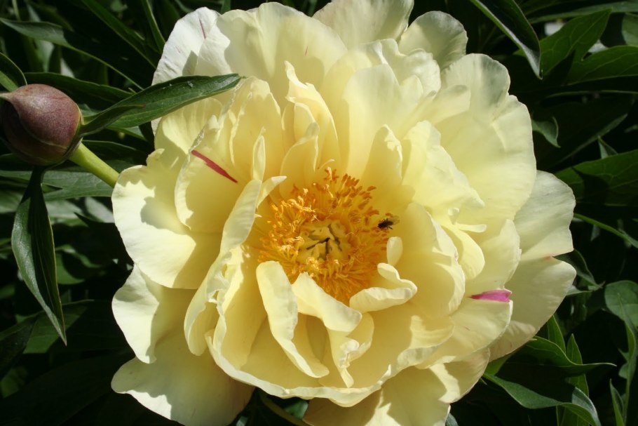 Пионы для Юлечки