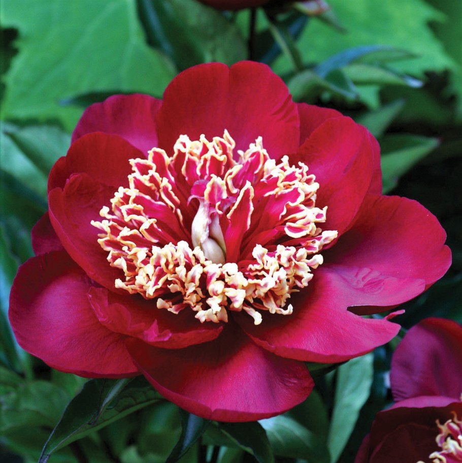 Пион Мэри Хендерсон