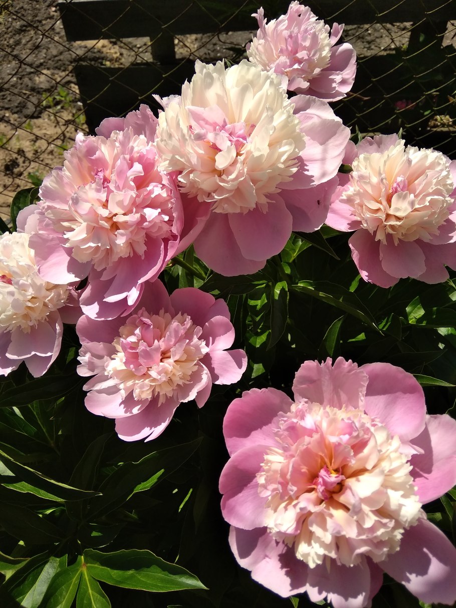 Perfect Princess пион