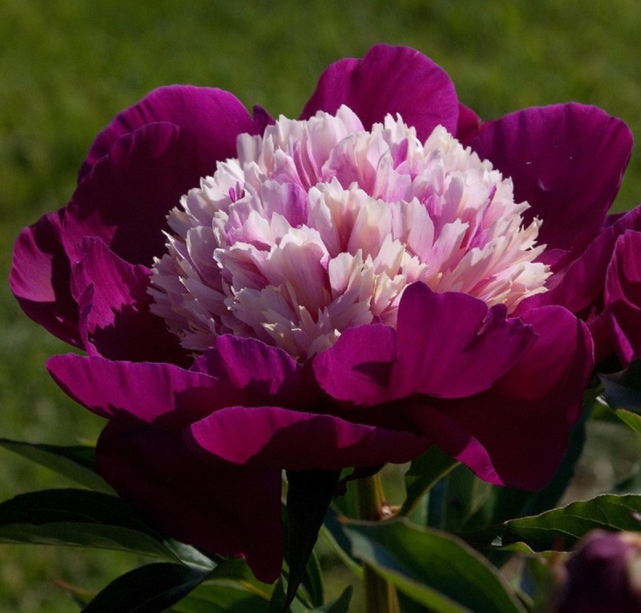 Пион малиновое мороженое фото