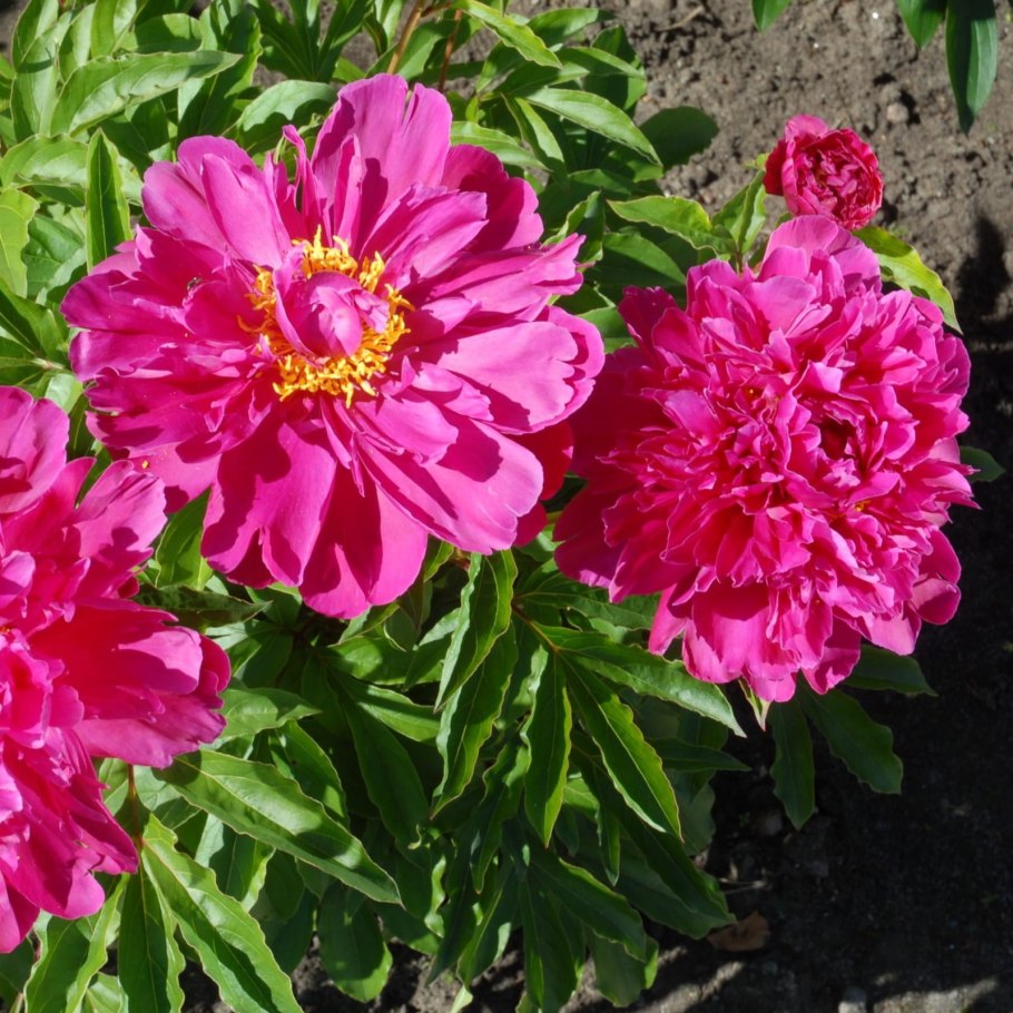 Пион rubra Plena