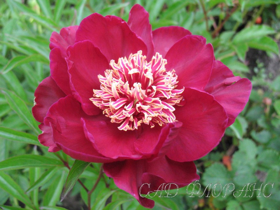 Пион West Elkton описание