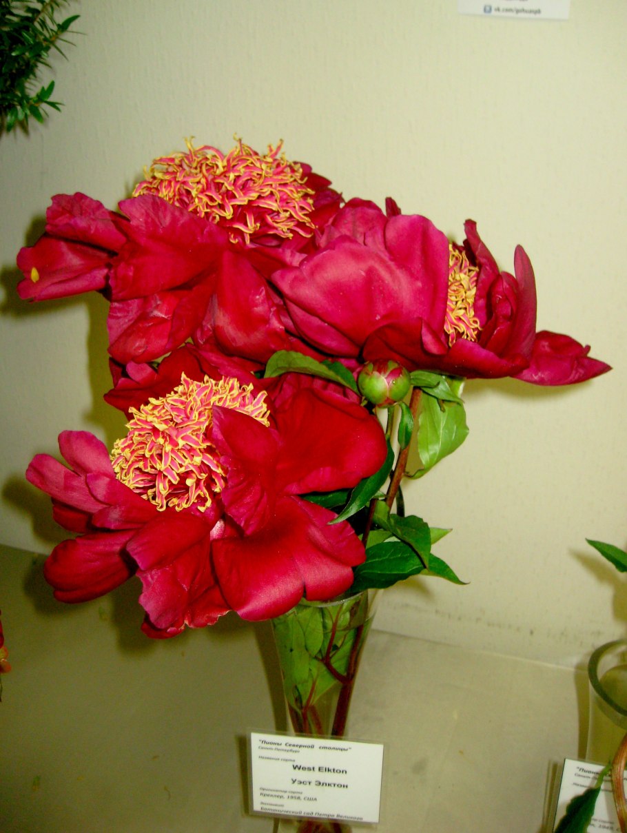 Пион West Elkton