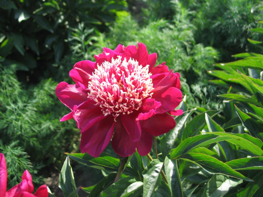 Пион Вест Элктон описание