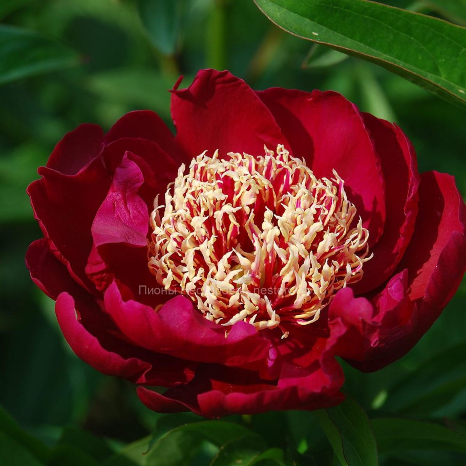 Черный махровый пион живой купить