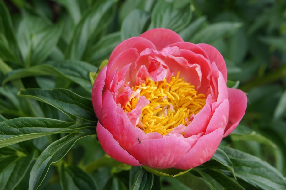 Пион Colonel Owen