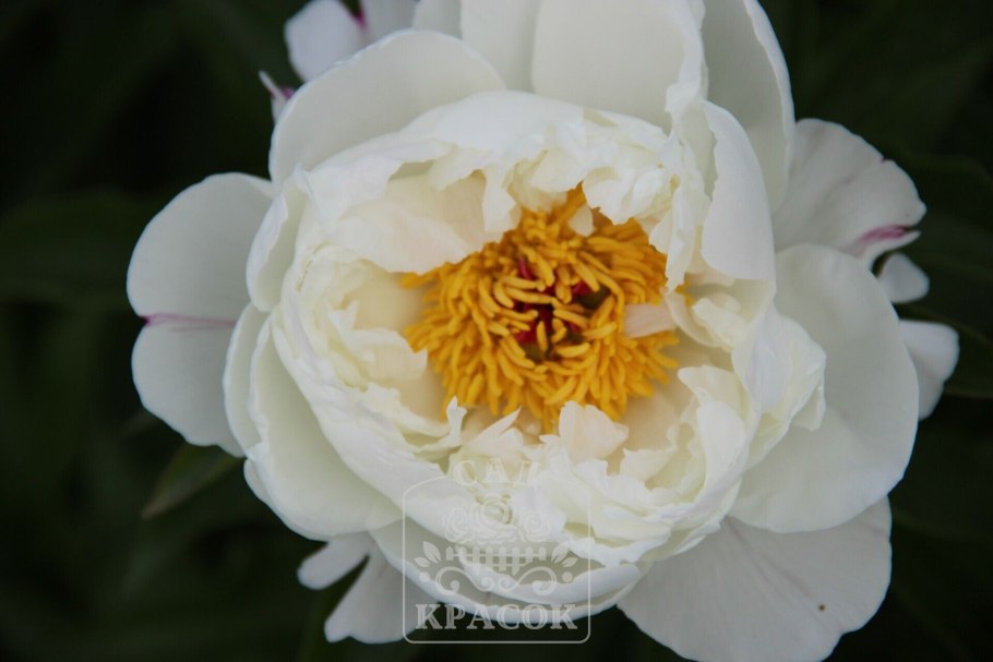 Пион Уайт кэп