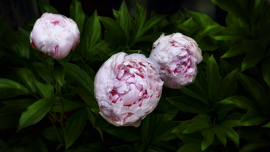 Пион Pastelorama (Пастелорама).