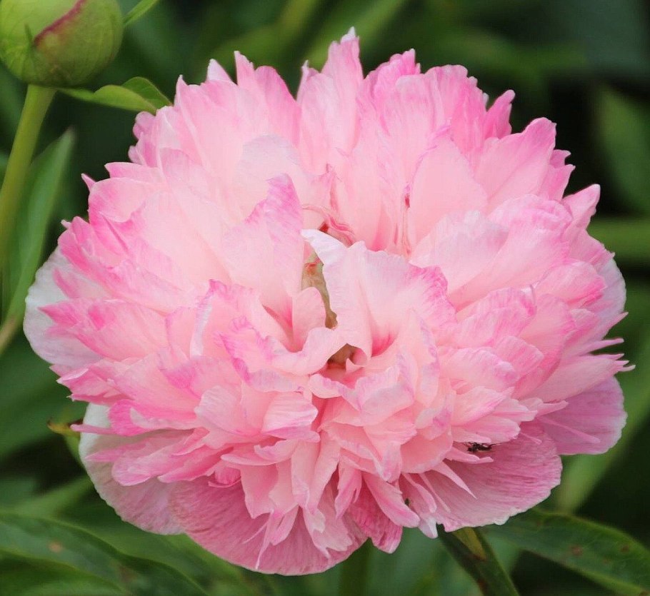 Пион саммер Glow