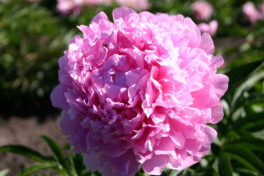 Пион Инсайт Мориарти