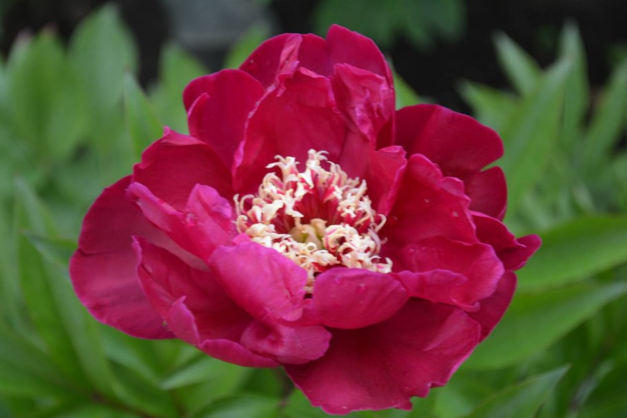 Пион Уэст Алкон