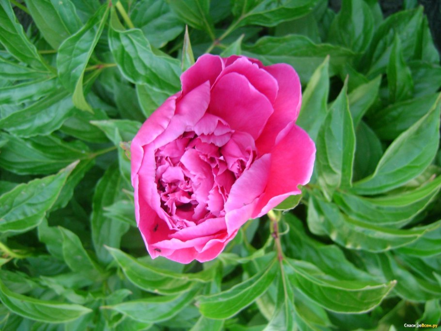 Пион Виктори де ла Марне