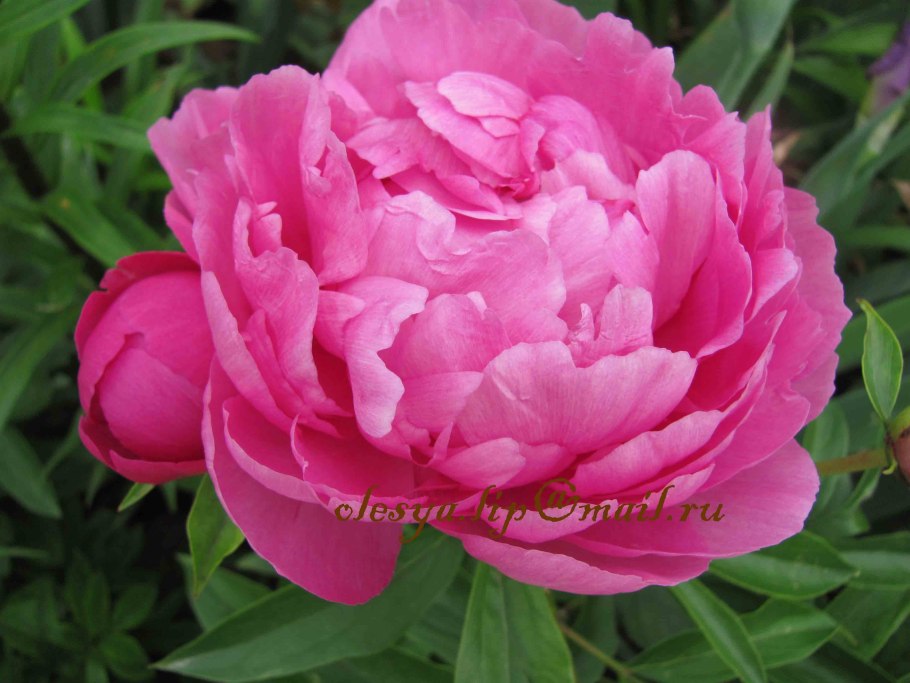 Пион Jeanne Cayeux