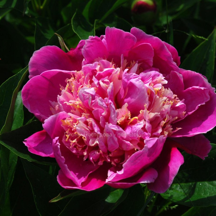 Пион древовидный золотое Руно