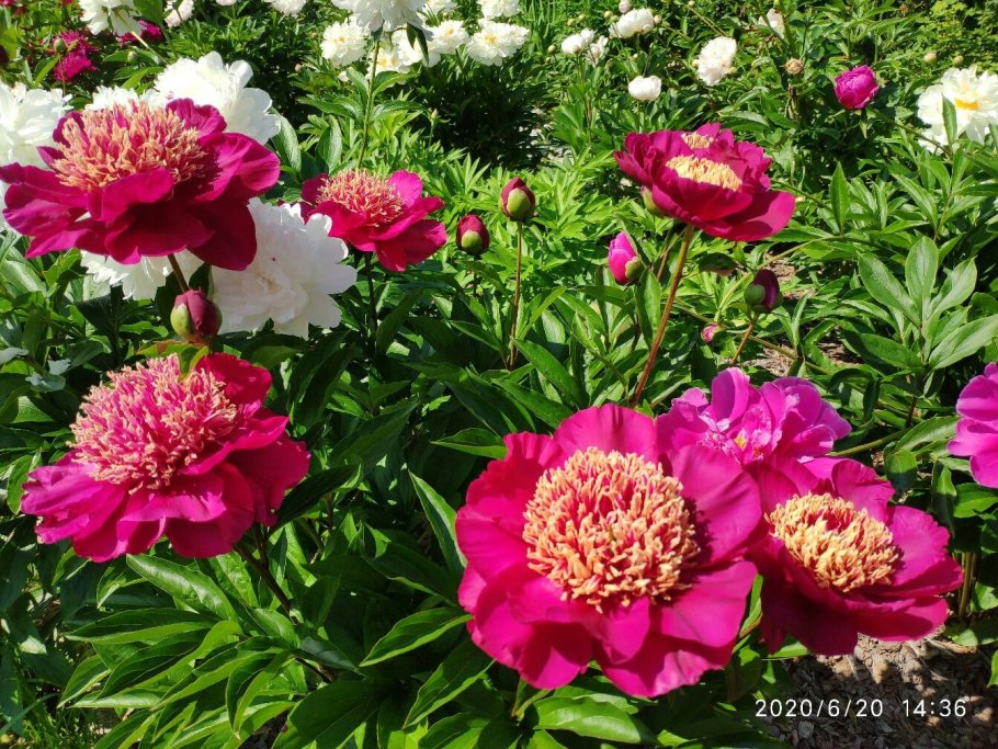 Садко Плант пионы