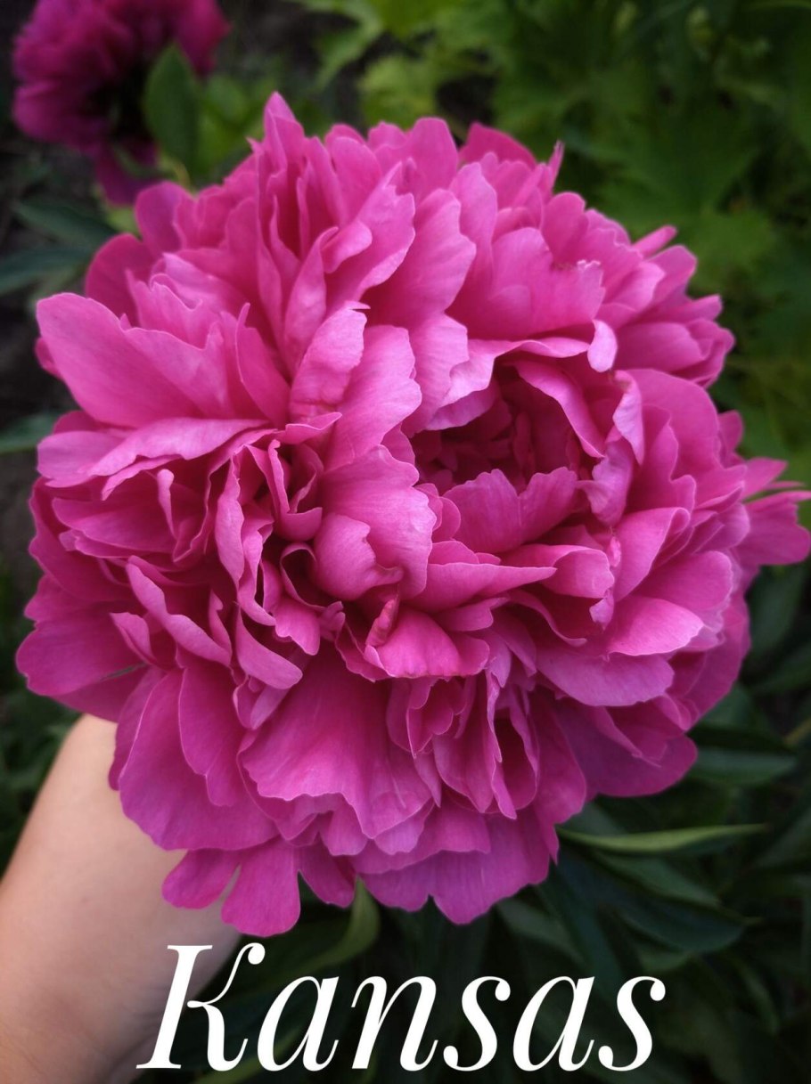 Пион Джин Уайльд