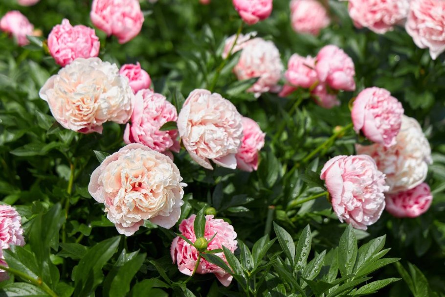 Розовые пионы