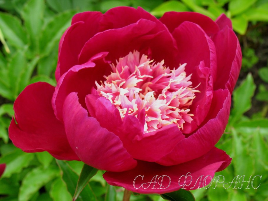 Пион бел Тулузэн