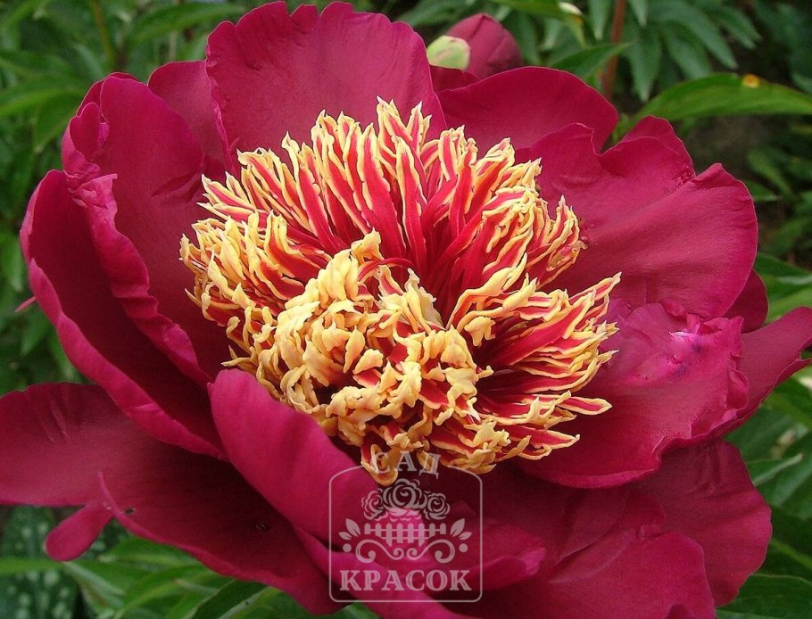 Пион West Elkton