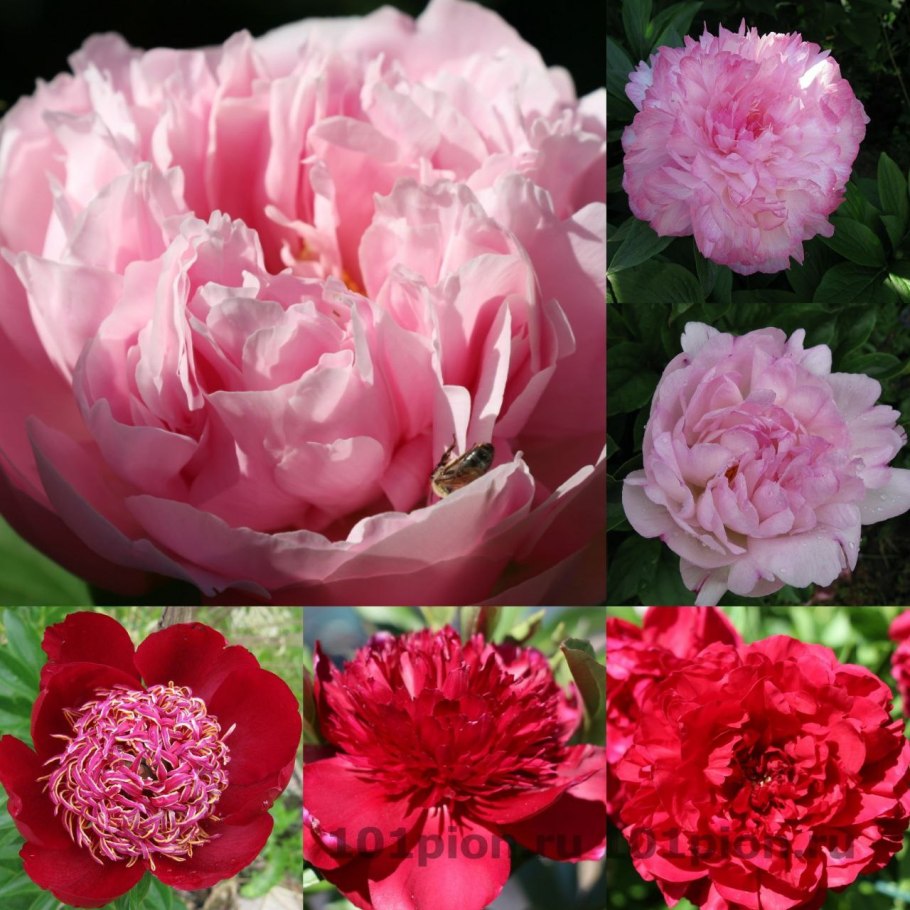 Пион травянистый Мариэтта Сиссон