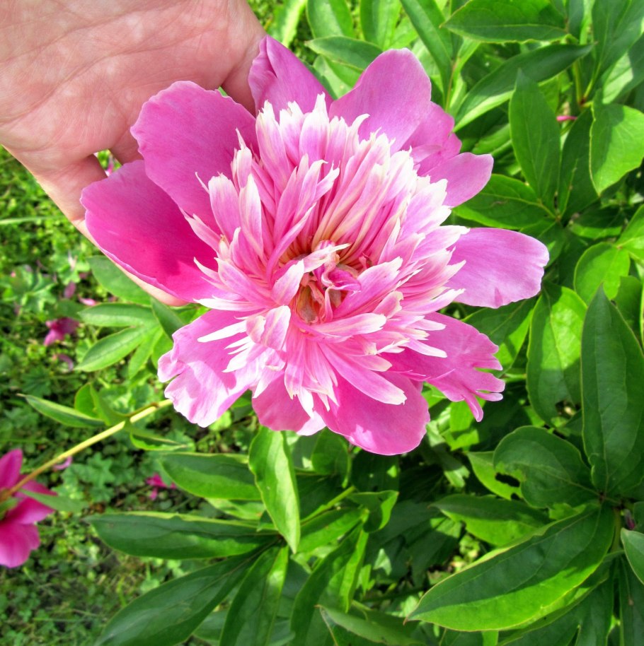 Пион Вест Элктон отзывы