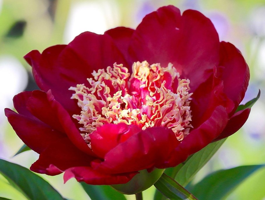 Пион молочноцветковый Charles Burgess