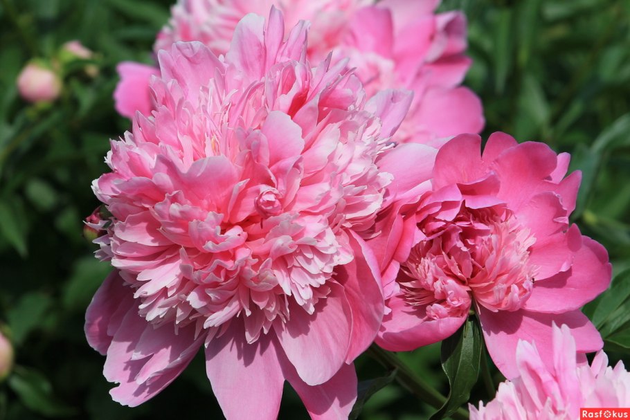 Пион June Brilliant