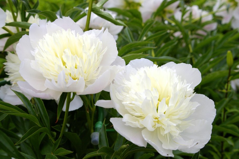 Пион-Ито кора Луиза