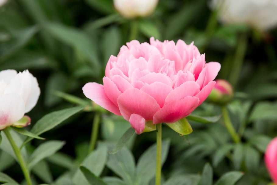 Пион Сплендид Корнелия