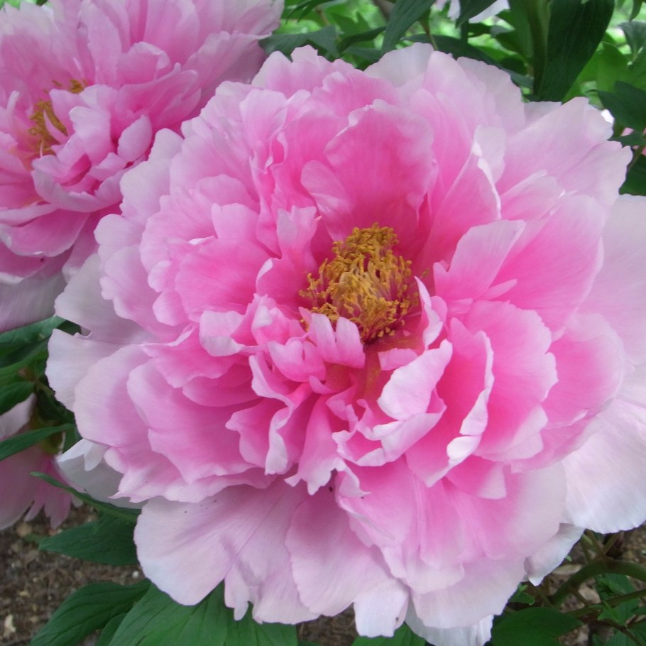 Пион тонколистный махровый