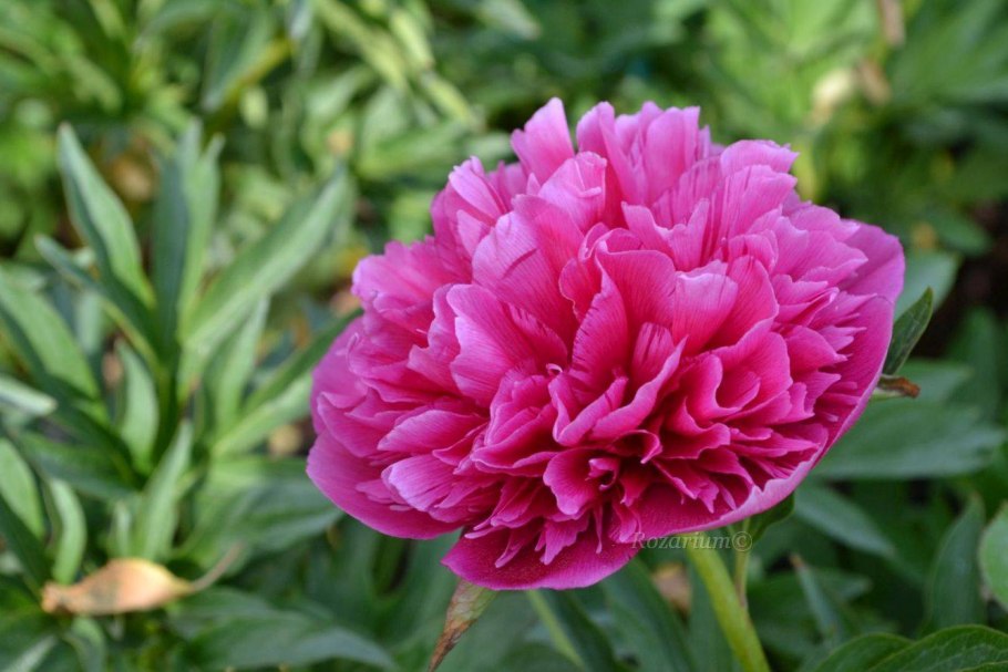 Пион древовидный гигант из Хемозы