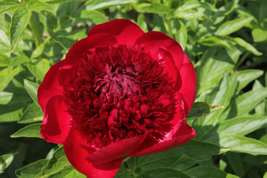 Пион молочноцветковый Гардения