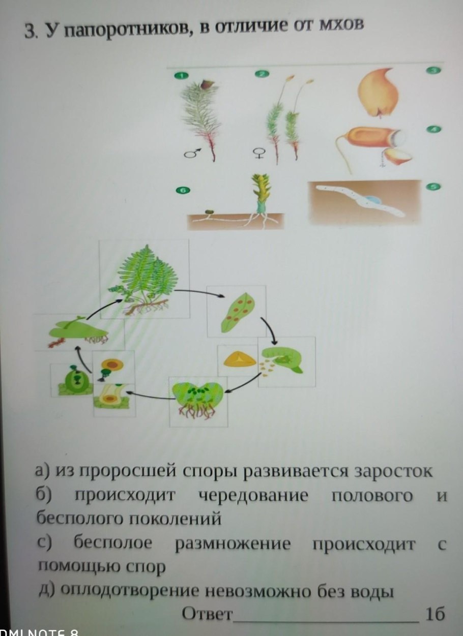 Закрепление в почве у папоротников происходит с помощью чего