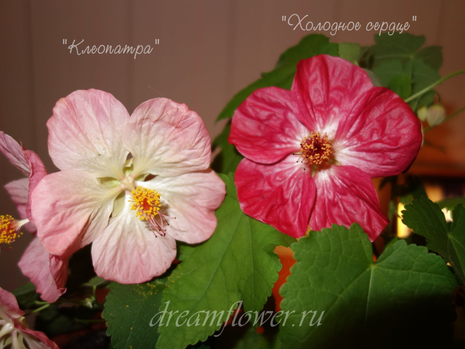 Абутилон апельсин