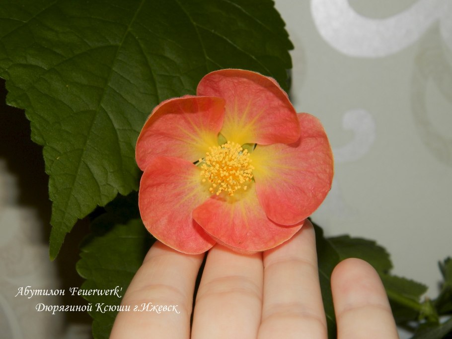 Абутилон Wisley Red