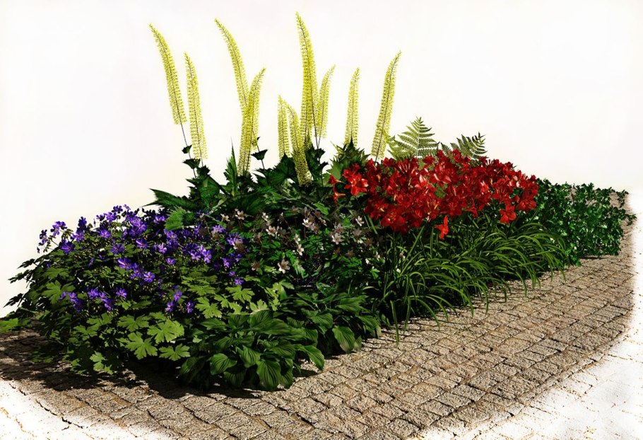 Астильба на клумбе