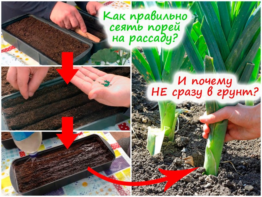 Посадка лука семенами на рассаду