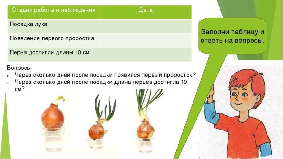 Стадии прорастания луковицы