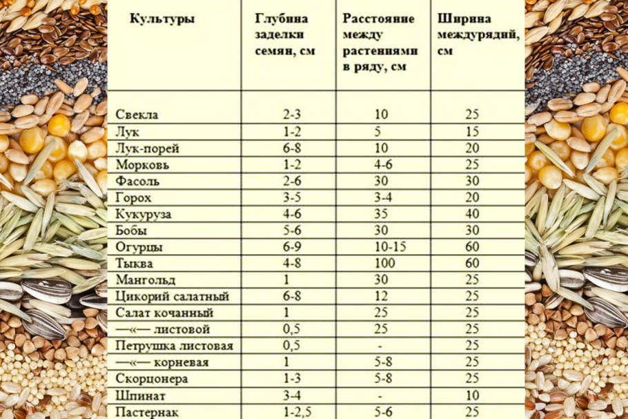 Этапы роста чеснока