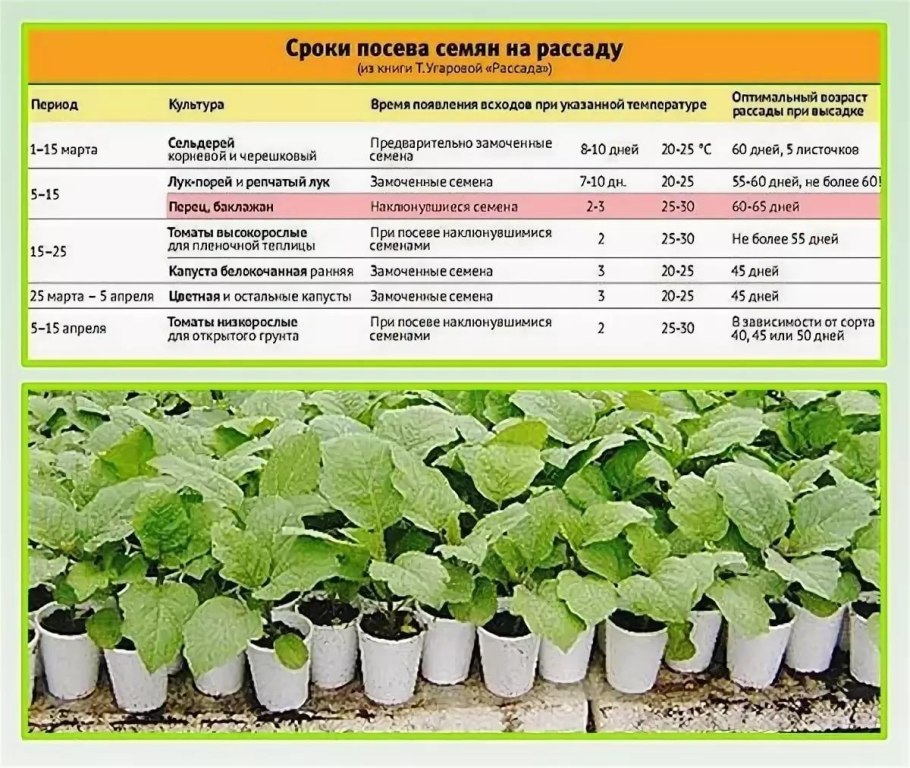 Лилии глубина посадки луковиц