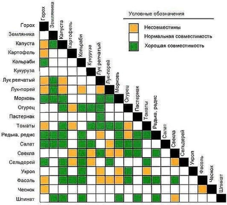 Несовместимость посадки овощных культур таблица