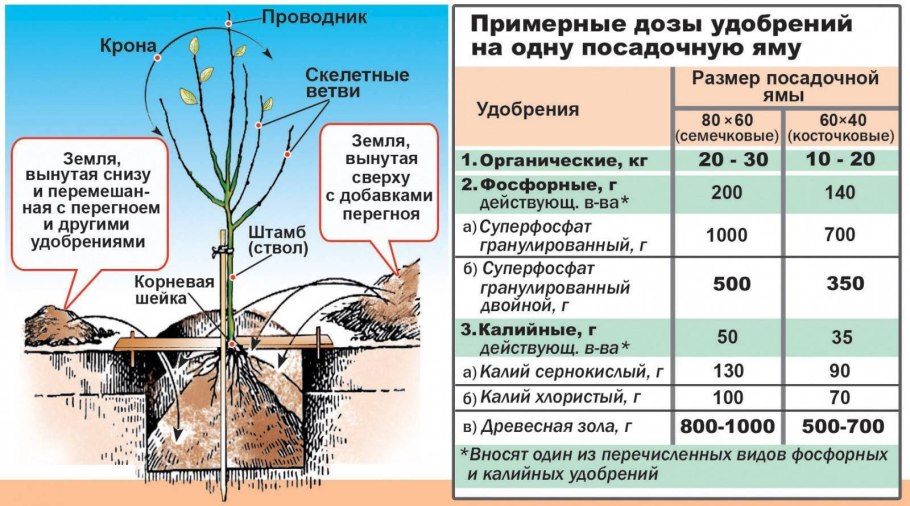 Сезонные фрукты и овощи по месяцам в России таблица
